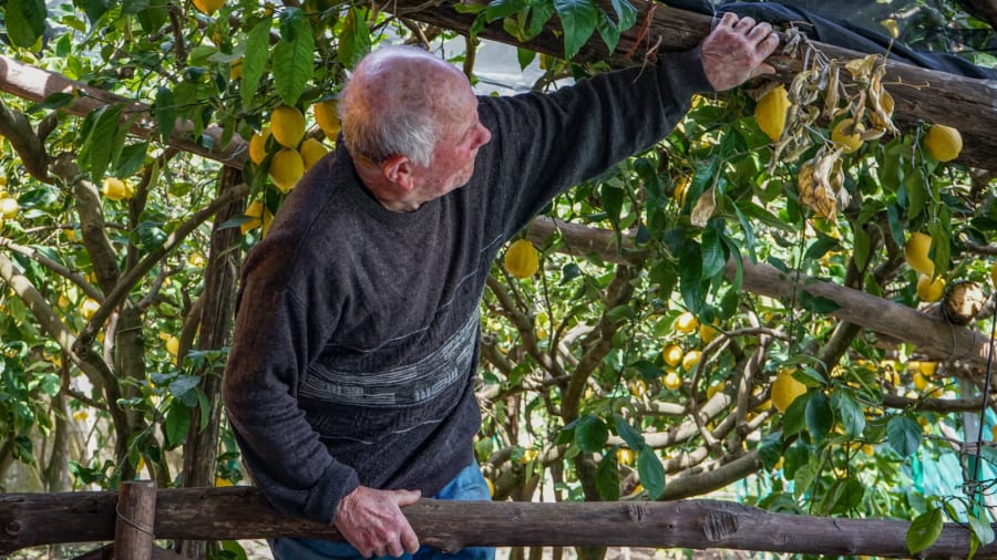 On Italy’s steep Amalfi Coast, ‘flying’ lemon farmers jump among the treetops
