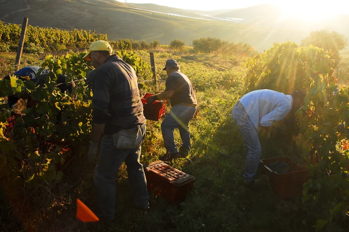 Into the Vines: The Story of Sicily’s Top Winemakers