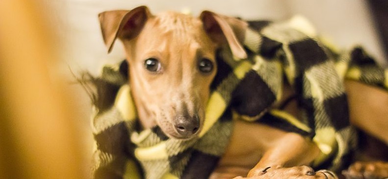 What you need to know about Italian greyhounds