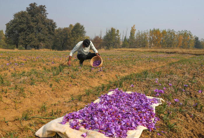 ‘Saffron tourism’ takes hold in Italy, harvest underway