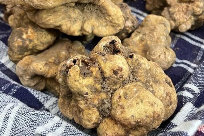 10 odd things about truffles if you don’t know much about them