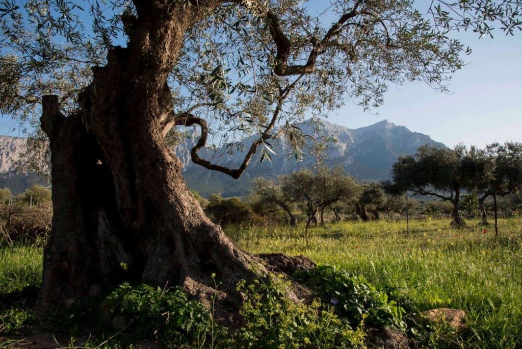 Sardinian producers create one of Italy’s best oils from centuries-old trees