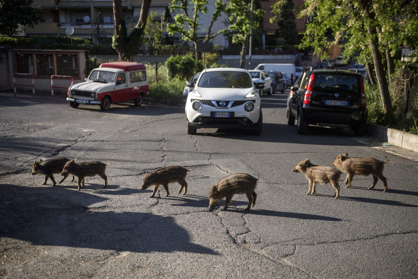 Italy sends soldiers to stop wild boars menacing its $8.8 billion pork industry