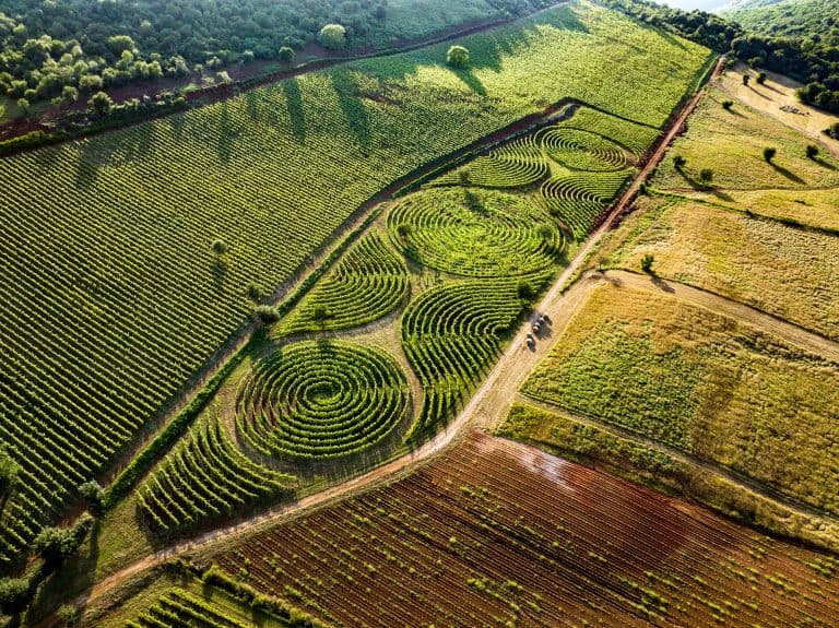 From the vineyard to the world’s largest maze comes the wine of ancient Romans