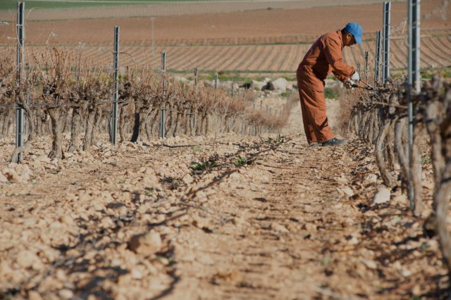 Italy’s Wine Production Suffers Steepest Decline in Recent History